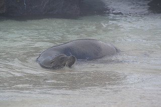 19-022 Zeeleeuwen Darwins beach