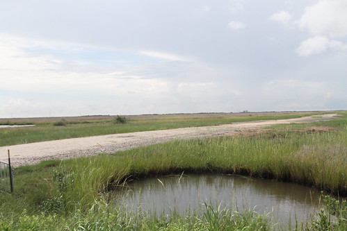 restorationtracking elmers gild 404 fill wetland marsh birds wiildlife