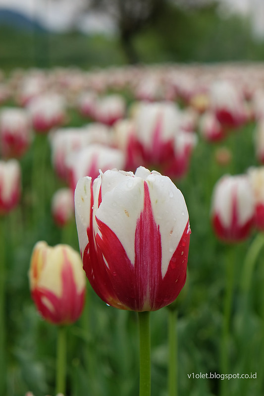 tulip garden46rw