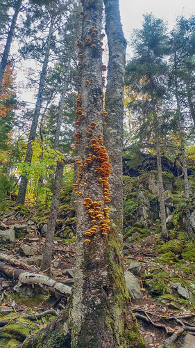 bluemountainbirchcove bluemountain halifax fall autumn hiking nature forest leaves