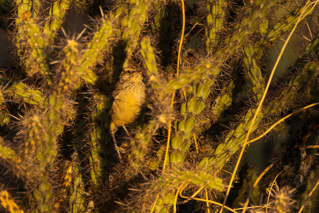 A young cactus wren perches in the middle of a buckhorn cholla on the Latigo Trail in McDowell Sonoran Preserve