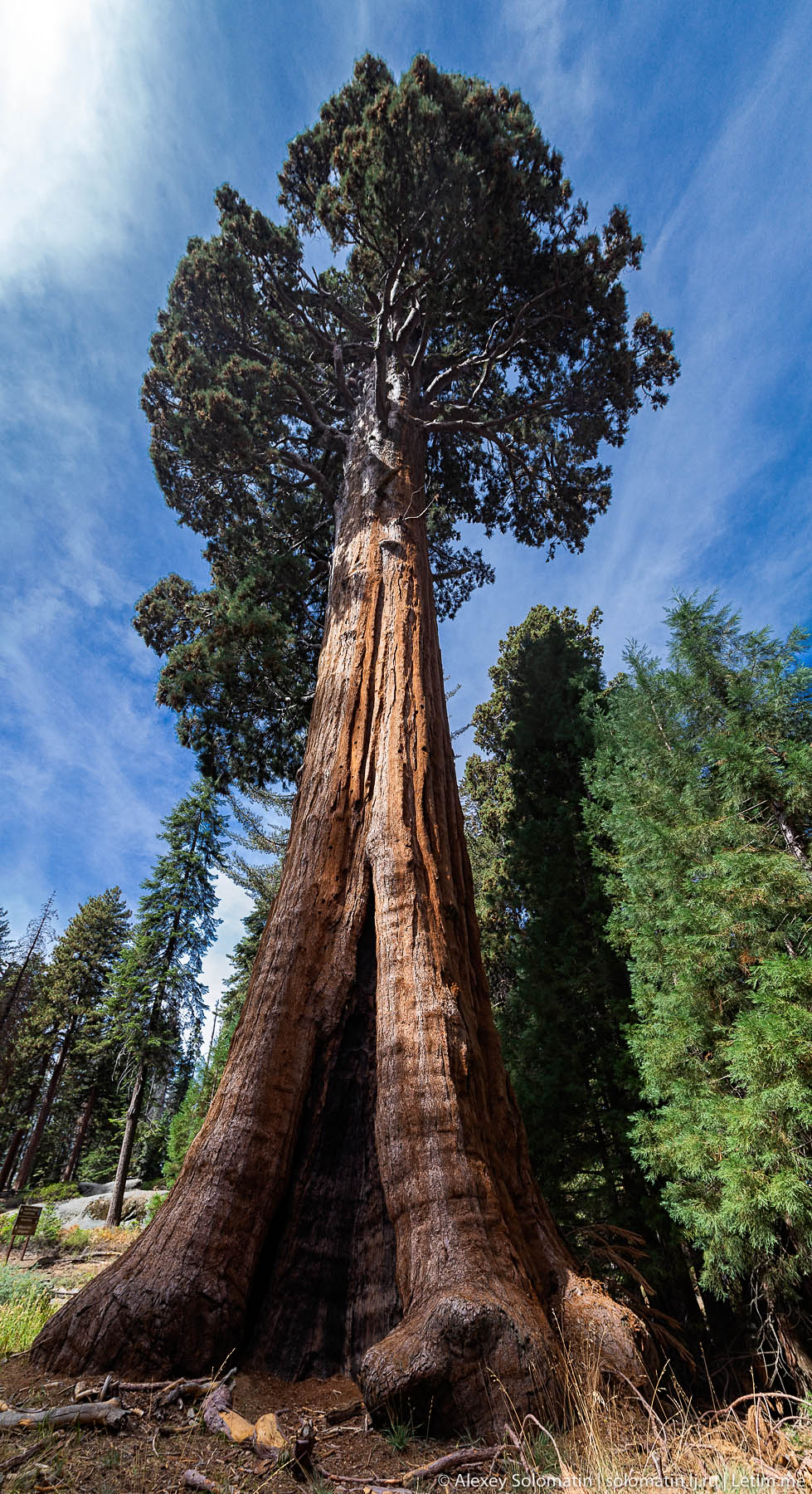 самое высокое дерево на планете фото
