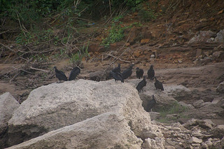 6-074 Zwarte gieren
