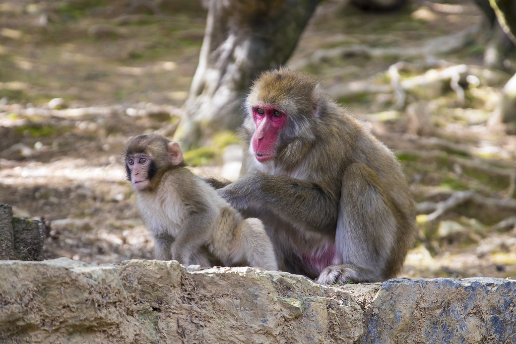 Snow Monkey(Japanese Macaque)