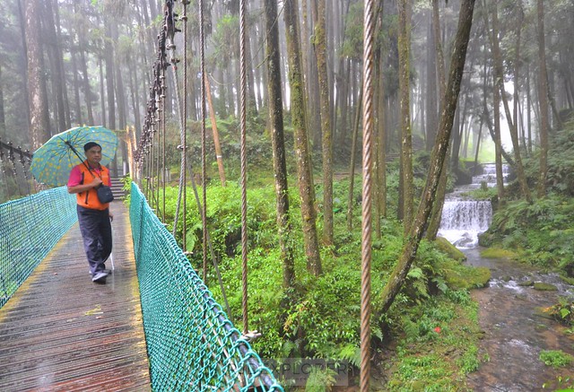 alishan forest tour