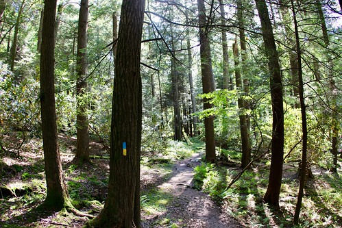 cookforest trail forest trailblazer path shadow oldgrowth