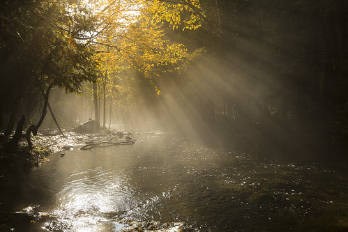 eugeniafallsconservationarea ontario beavervalley fall autumn yellow light rays forest river creek stream mist humid fog