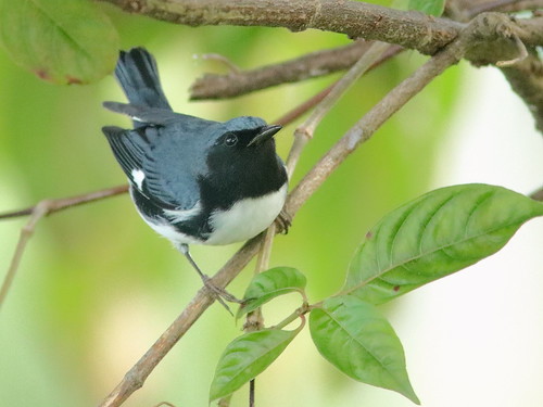 Black-throated Blue Warbler 091-20181009