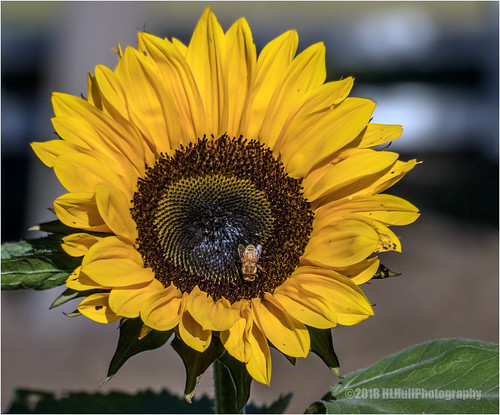 sunflower flower bee insect fall
