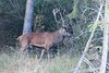 Cerf élaphe - cervus elaphus - red deer<br>Région parisienne