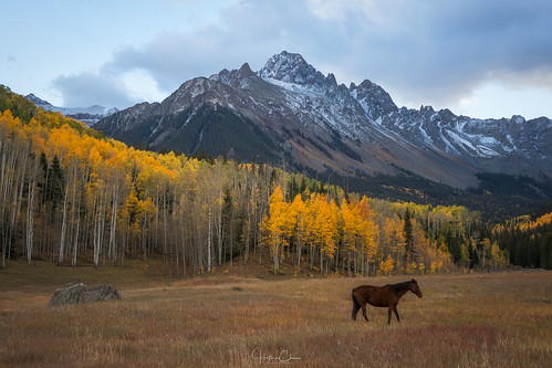 aspentrees autumn sunrise fallcolors landscape horse mountwilson colorado ridgway unitedstates us