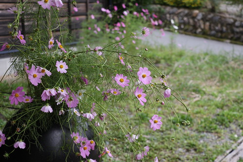pottery cosmos flowers kyoto nantan miyama japan 京都 南丹市 美山 美山かやぶきの里 コスモス 秋桜