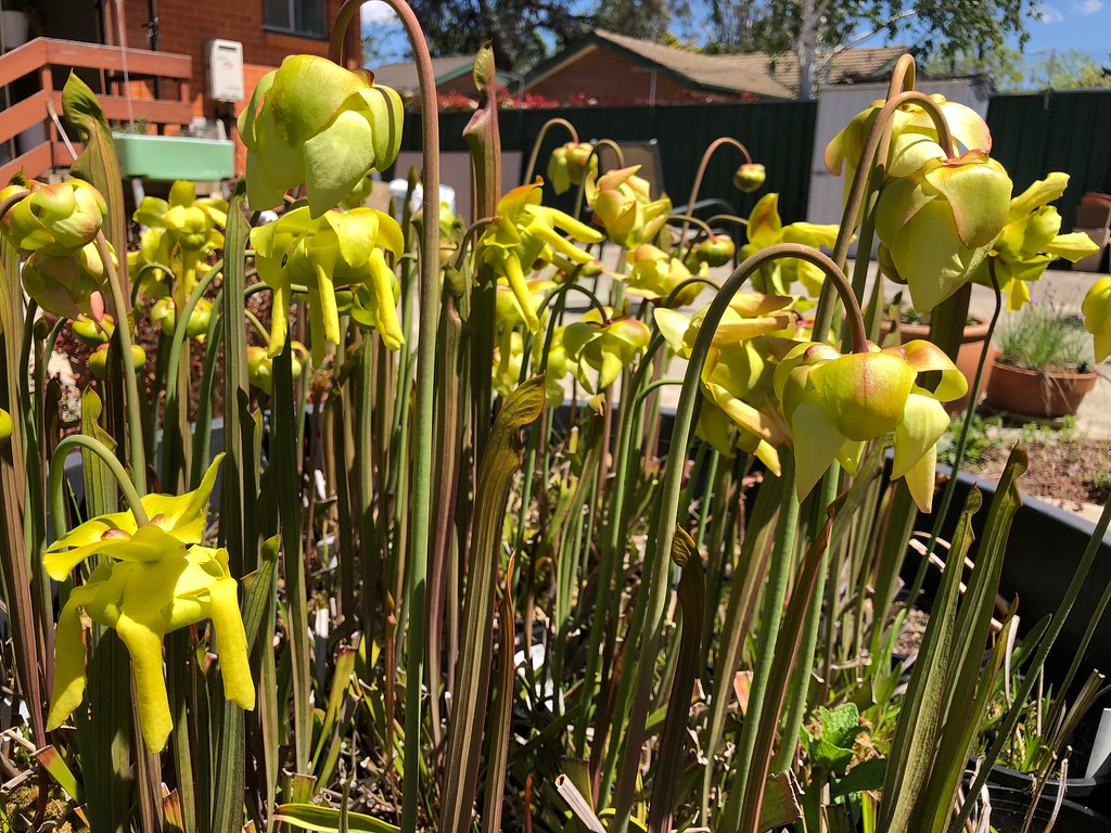 Sarracenia flava var. atropurpurea in flower, 2018-2019 season