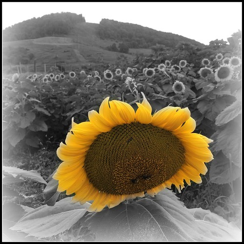accident maryland mountainstatebrewingco sunflowers selectcolor squared iphone picmonkey hss cmwd