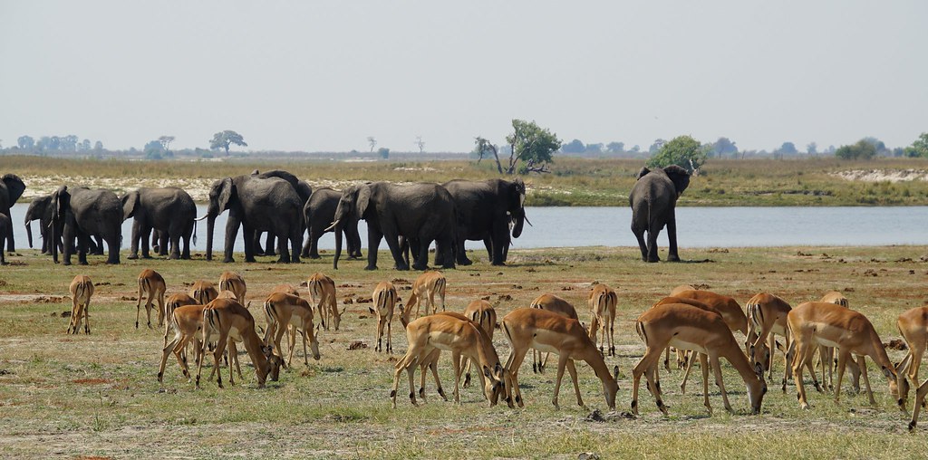 Chobe Riverfront: safari en 4x4 y crucero por el río - BOTSWANA, ZIMBABWE Y CATARATAS VICTORIA: Tras la Senda de los Elefantes (17)