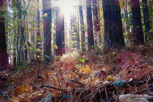 canon trail sun pines greensboro northcarolina outdoors landscape
