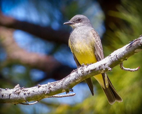 beautiful bird westernkingbird regal california north america flycatcher nature outdoors trees sunshine coth5