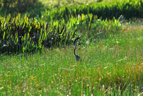 animal animals bird birds birdwatcher everglades southflorida feathers florida nature outdoor outdoors waterbirds wetlands wildlife wings