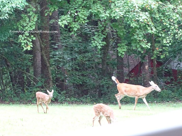 Wildlife at My Place at FromMyCarolinaHome.com