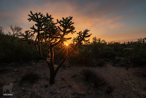 desert lostgoldmine sunrise cactus