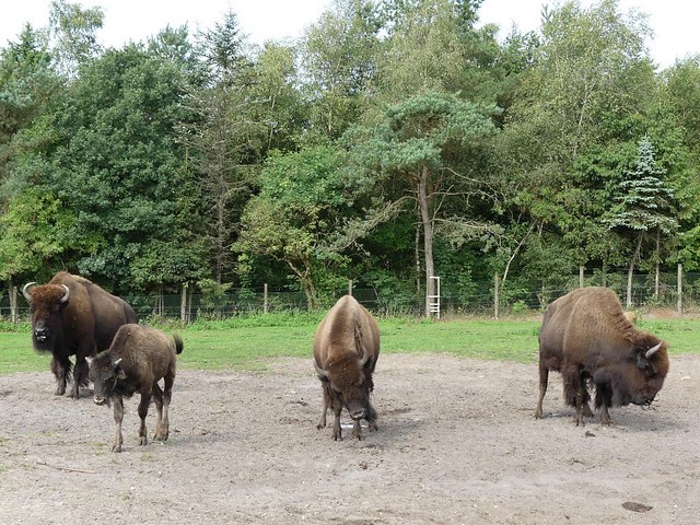 Bison, Zoo Givskud