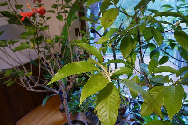 magnolia alba02