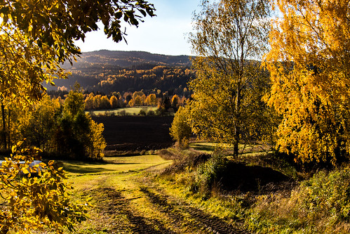 autumn countryside norway road valley farm field forest leaves pasture path trail tree