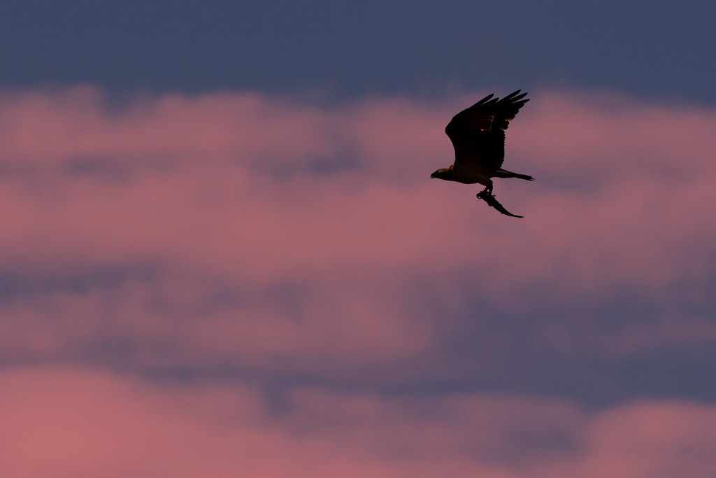 Osprey With Catch Silhouetted At Sunset