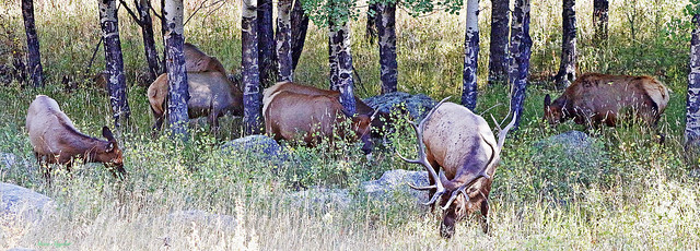 Rocky-Elk-bull and harem