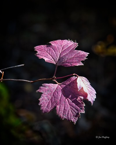 uvanåvattensjöskogstenhöst sweden leaves autumn fall