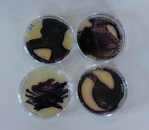 Fabricademy: Bacterial Dyes