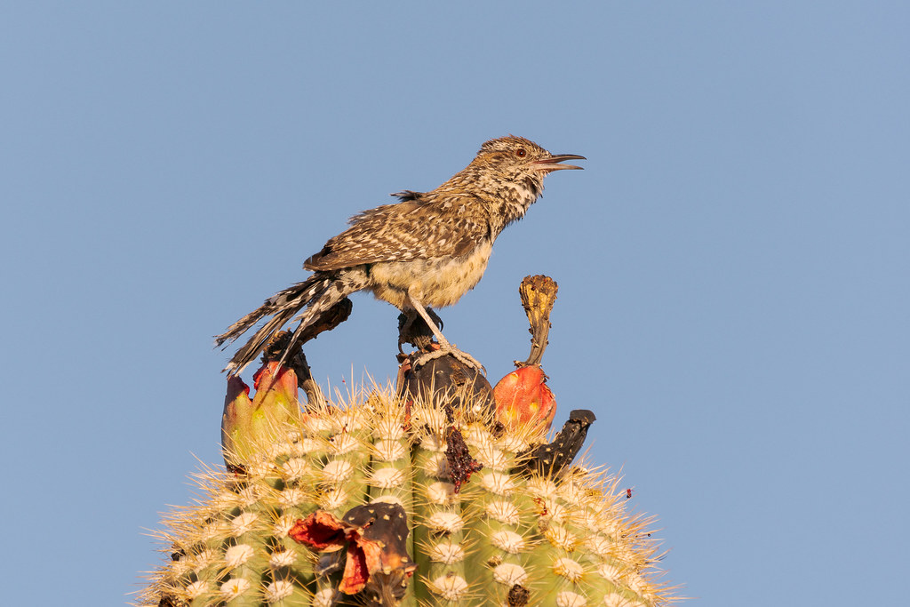 A cactus wren sings amidst mostly eaten fruit atop a saguaro on the Latigo Trail
