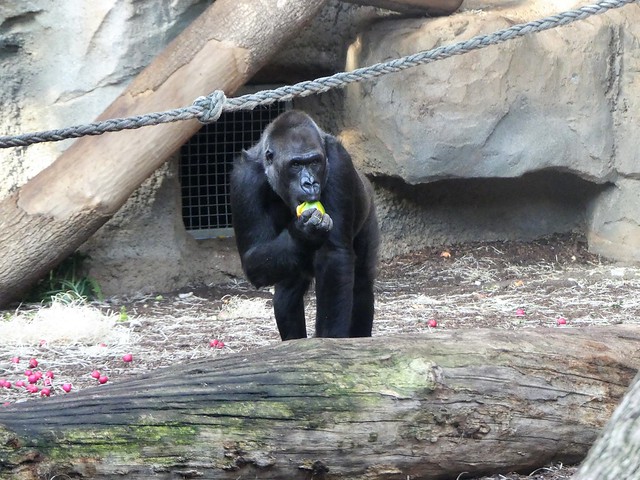 Gorilla Rebecca Zoo Frankfurt