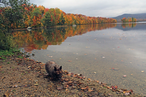 vermont autumn fall nature outdoors foliage color animals dogs cairnterriers pets landscapes pond lake
