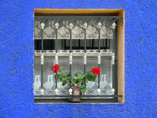 Curtains and geraniums soften the effect of a barred window in a blue wall in Mexico City