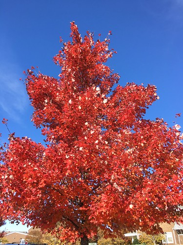 garrisonforest owingsmills maryland trees leaves fallcolors iphone