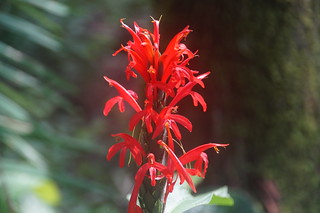 4-297 Rode bloem