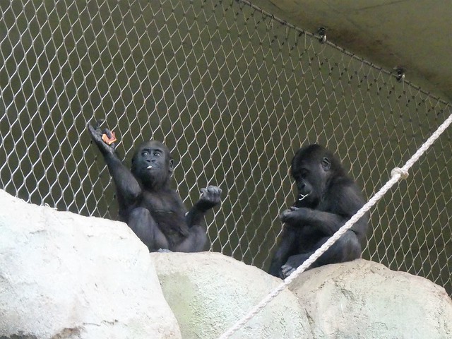 Gorilla Xetsa + Wela, Zoo Frankfurt
