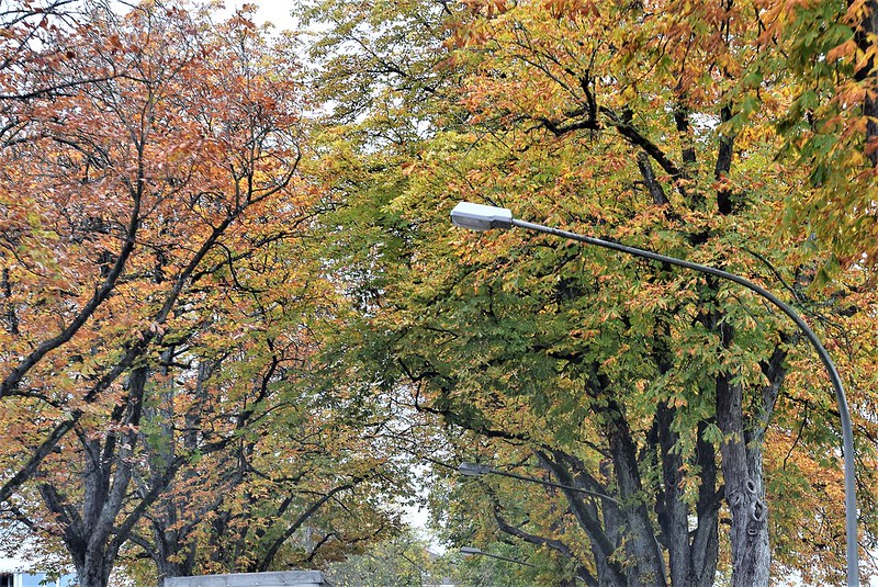 Autumn Trees 10.10 (3)