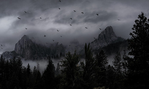 castlecrags i5 northerncalifornia california blackbirds inflight ravens crows sonyilce9 fe70200mmf28 cloudsstormssunsetssunrises natureswonder mountainpeaks forest fog october 2018 alvinharp