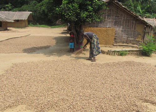 2012_mituku woman tending drying peanuts afer harvest