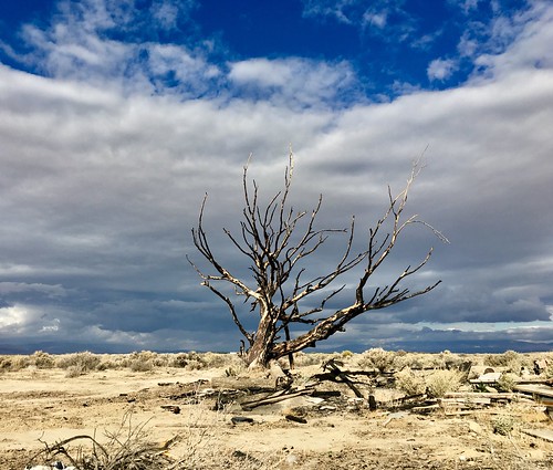storm burnedtree tree mojavedesert desert clouds dramaticsky