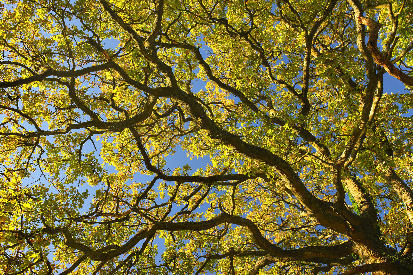 Mature Oak in Autumn