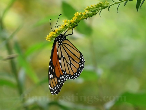 monarch 7