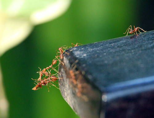 ants kanchanaburi thailand