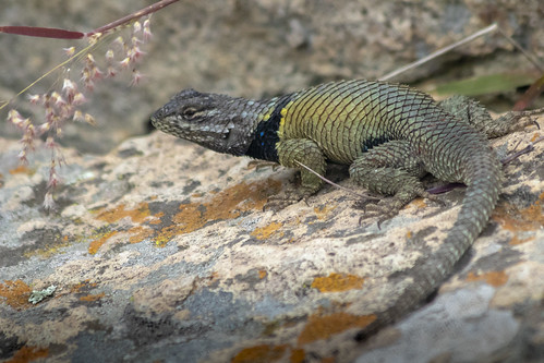 fauna flora spiny lizard small iridescent green zoom macro rock claws tail mexico state aculco nature lichen