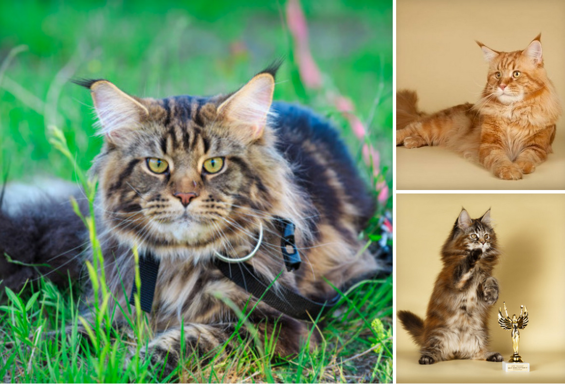 Сколько стоит разводить породистых кошек в России фото