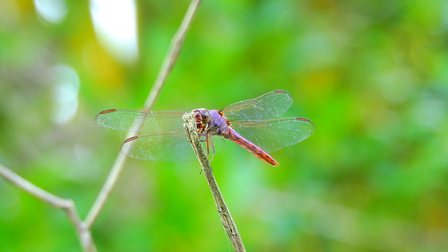 dragonfly scarletskimmer insect bug water pond lake swamp wildlife nature landscape background wallpaper outdoor bradenton florida manateecounty nikon coolpix p900 jimmullhaupt photo flickr geographic picture pictures camera snapshot photography nikoncoolpixp900 nikonp900 coolpixp900