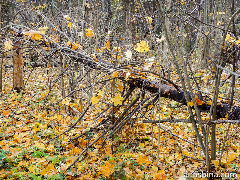 Упавшее дерево, Московская область
