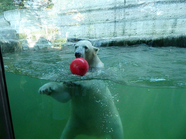 Eisbär, Tierpark Hellabrunn